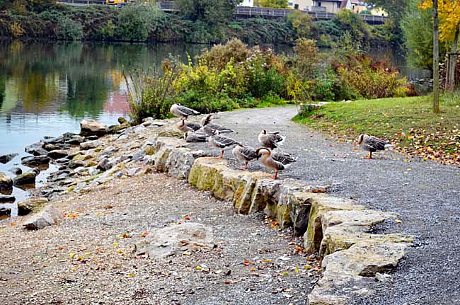 Am Neckar, October 23, 2015