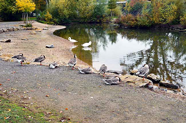Am Neckar, October 23, 2015