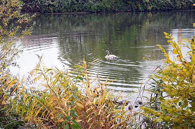 Am Neckar, October 23, 2015