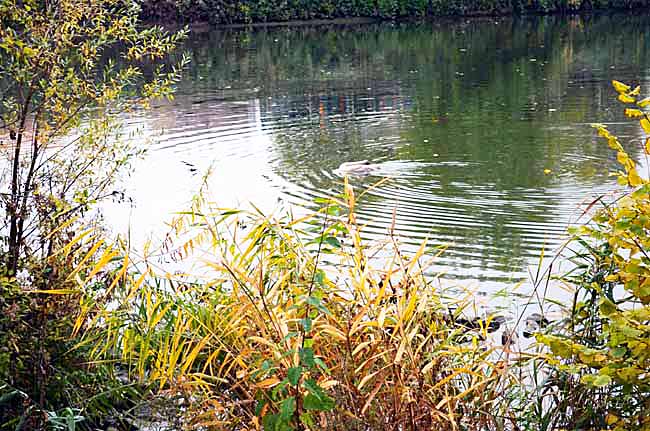 Am Neckar, October 23, 2015