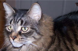 Oscar